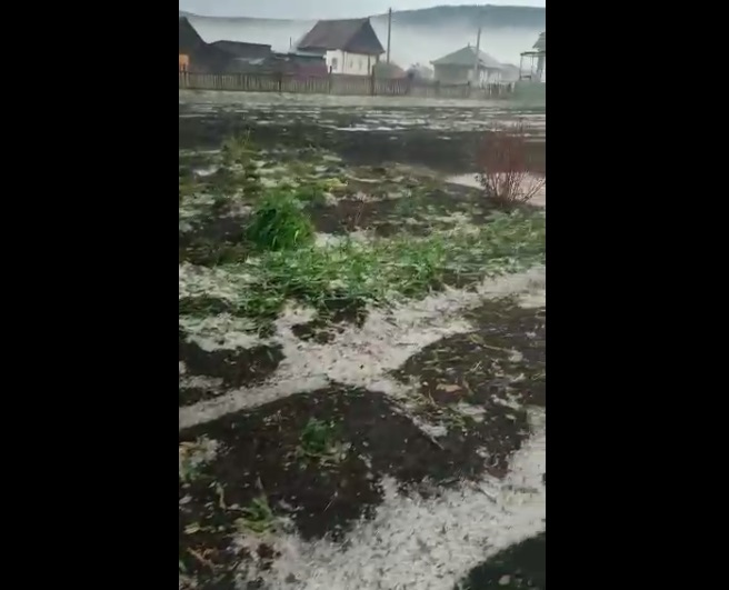 В Кузино град побил посевы и повредил теплицы В Кузино град побил посевы и повредил теплицы