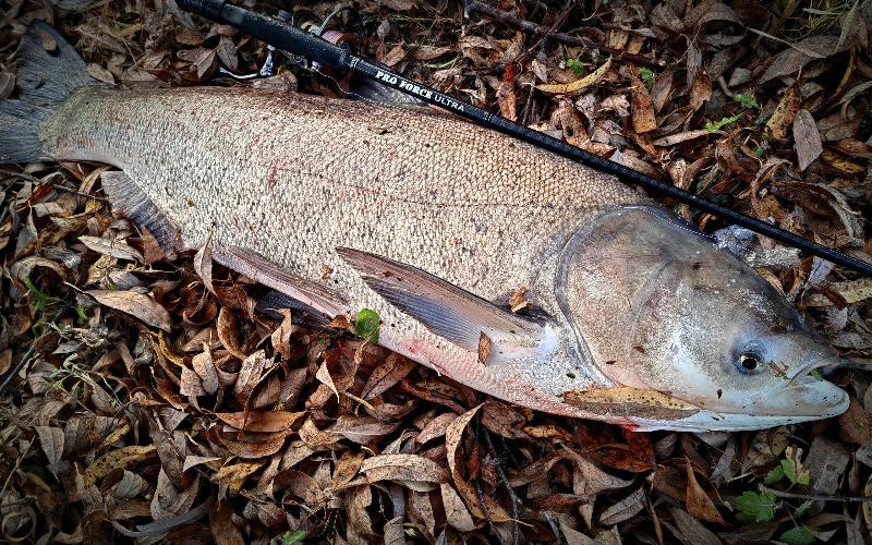 Свердловчанин поймал рыбу весом 9 килограммов | На Урале поймали огромного толстолобика