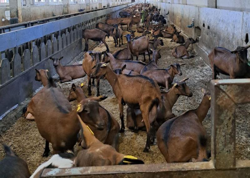 Грязные цеха и отсутствие карантина: Россельхознадзор оштрафовал свердловское скотоводческое предприятие | На свердловском предприятии по содержанию скота выявлены серьезные нарушения Грязные цеха и отсутствие карантина: Россельхознадзор оштрафовал свердловское скотоводческое предприятие | На свердловском предприятии по содержанию скота выявлены серьезные нарушения