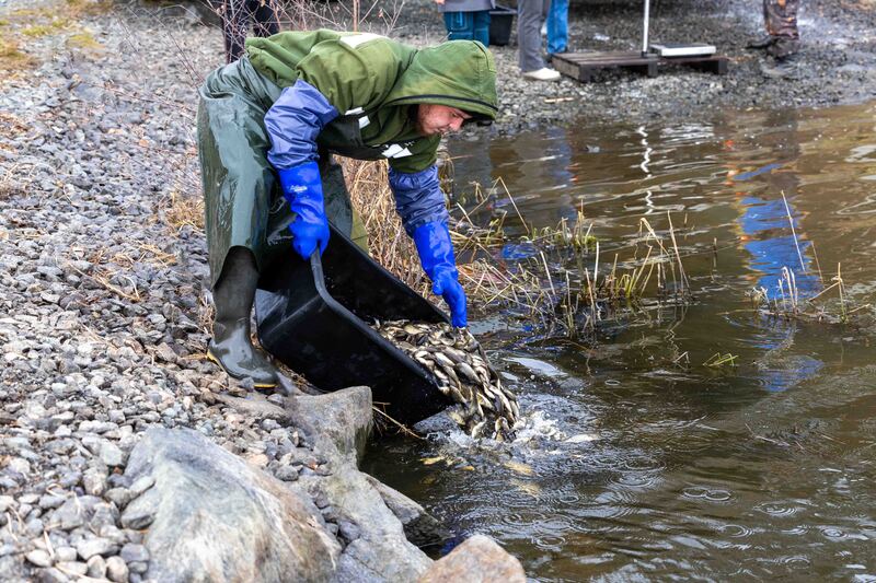 ПНТЗ запустил 53 тысячи мальков сазана в Волчихинское водохранилище | ПНТЗ провел акцию по восстановлению водных ресурсов