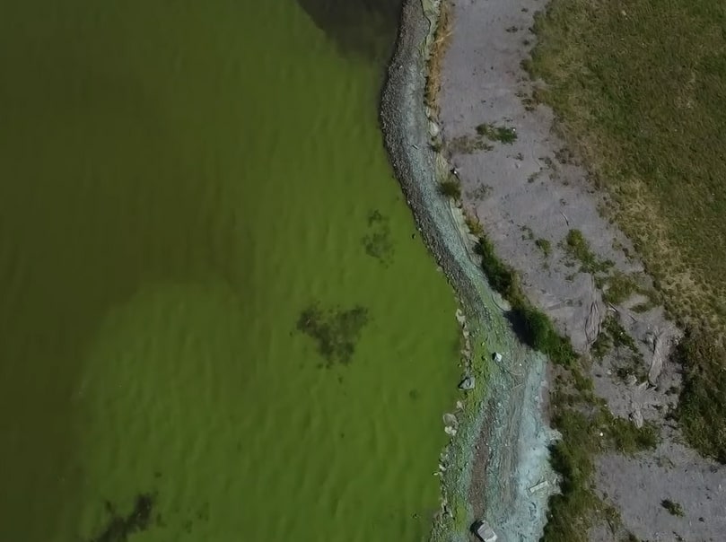 Жители Первоуральска жалуются на зелёную воду в пруду | Цветение водоема в Первоуральске вызвало жалобы местных жителей