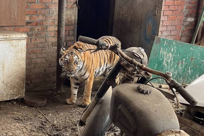 Животновод из Краснодарского края держал на участке тигрицу | Краснодарец три года держал в сарае тигрицу
