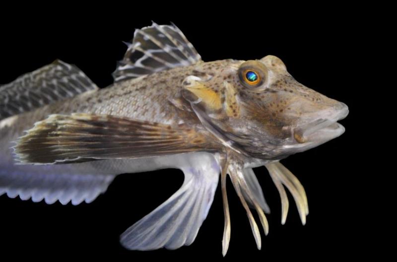 Крылатая рыба сделала эволюционный скачок и отрастила ноги | Крылатая рыба отрастила ноги, чтобы находить пищу