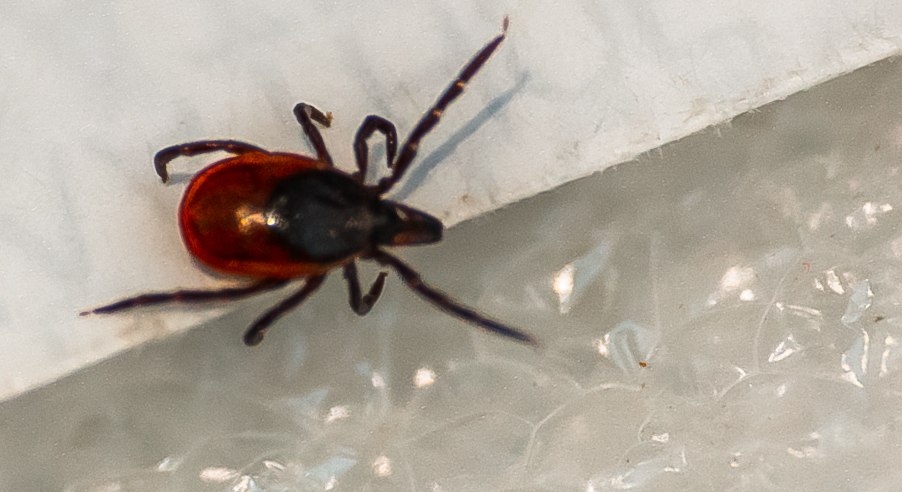 В Первоуральске клещи покусали уже троих детей В Первоуральске клещи покусали уже троих детей