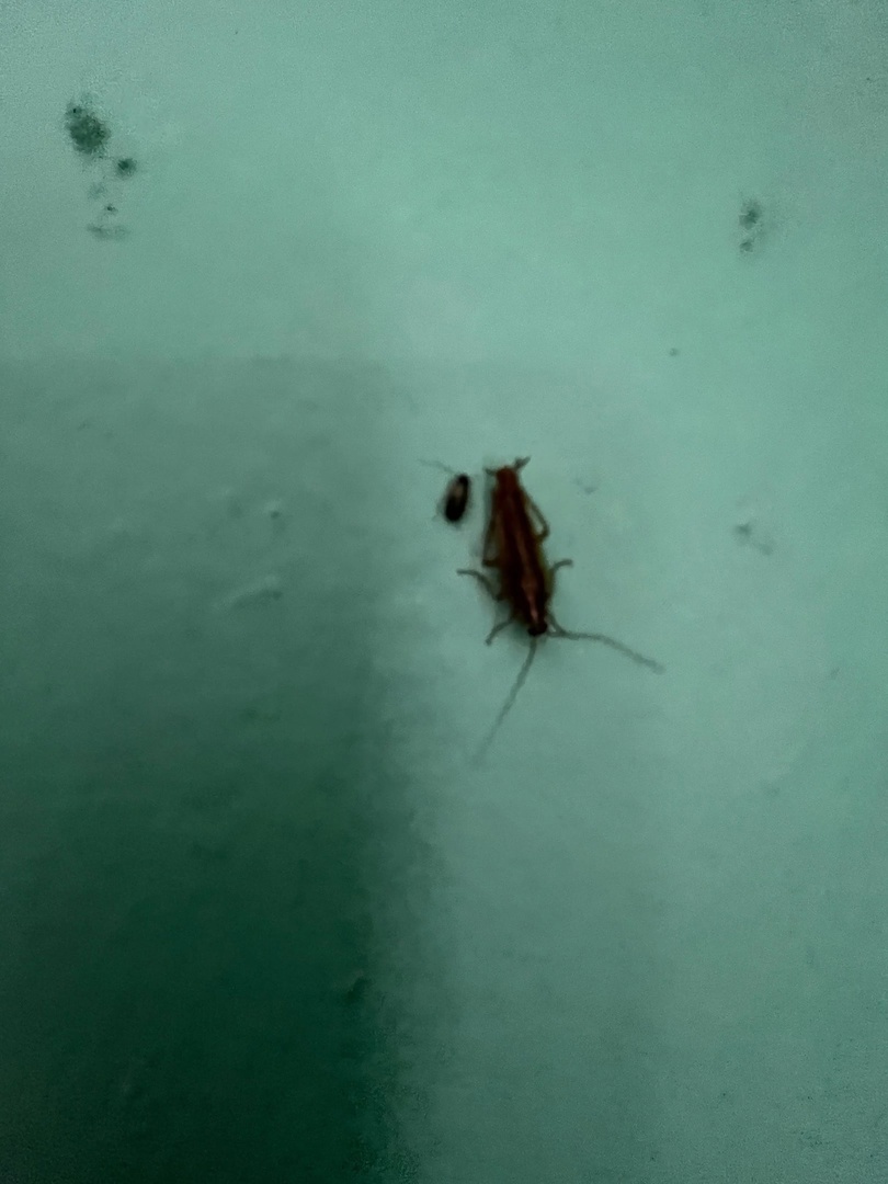 В первоуральской школе №7 заметили тараканов В первоуральской школе №7 заметили тараканов