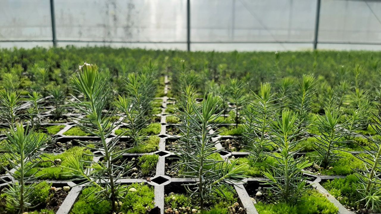 Более 16 миллионов деревьев восстановят леса Свердловской области к весне 2024 года | Более 16 миллионов деревьев высадят весной 2024 года для восстановления лесов Свердловской области  