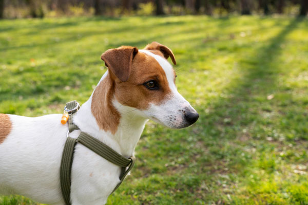 Эксперт объяснила, не будет ли проблем с вывозом животных из страны с российской вакциной | В Россельхознадзоре подтвердили, что животных с российской вакциной можно вывезти за границу