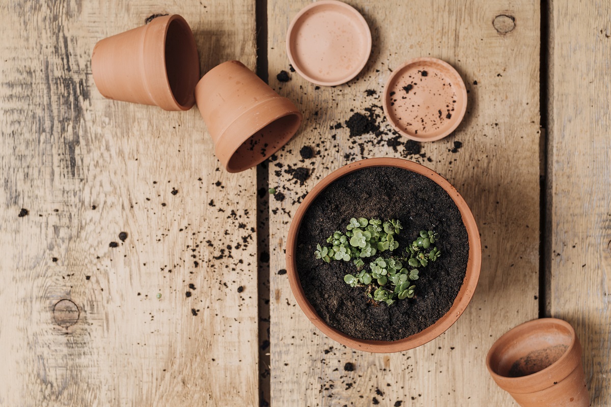 1 стакан золы на ведро смеси: универсальный рецепт грунта, который подходит и томатам, и огурцам 1 стакан золы на ведро смеси: универсальный рецепт грунта, который подходит и томатам, и огурцам