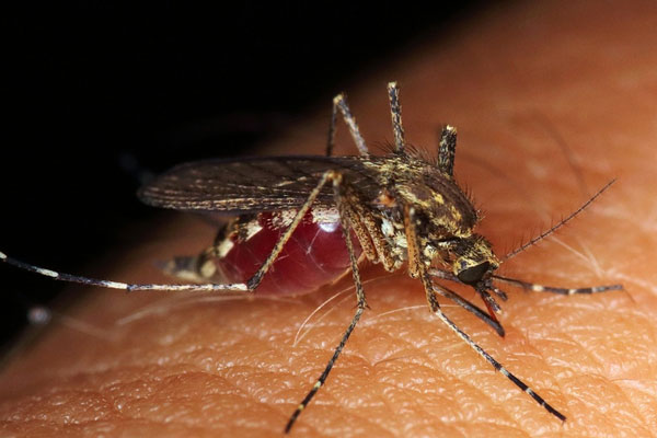 Лихорадка Западного Нила шагает по России | Лихорадка Западного Нила добралась до Центральной России