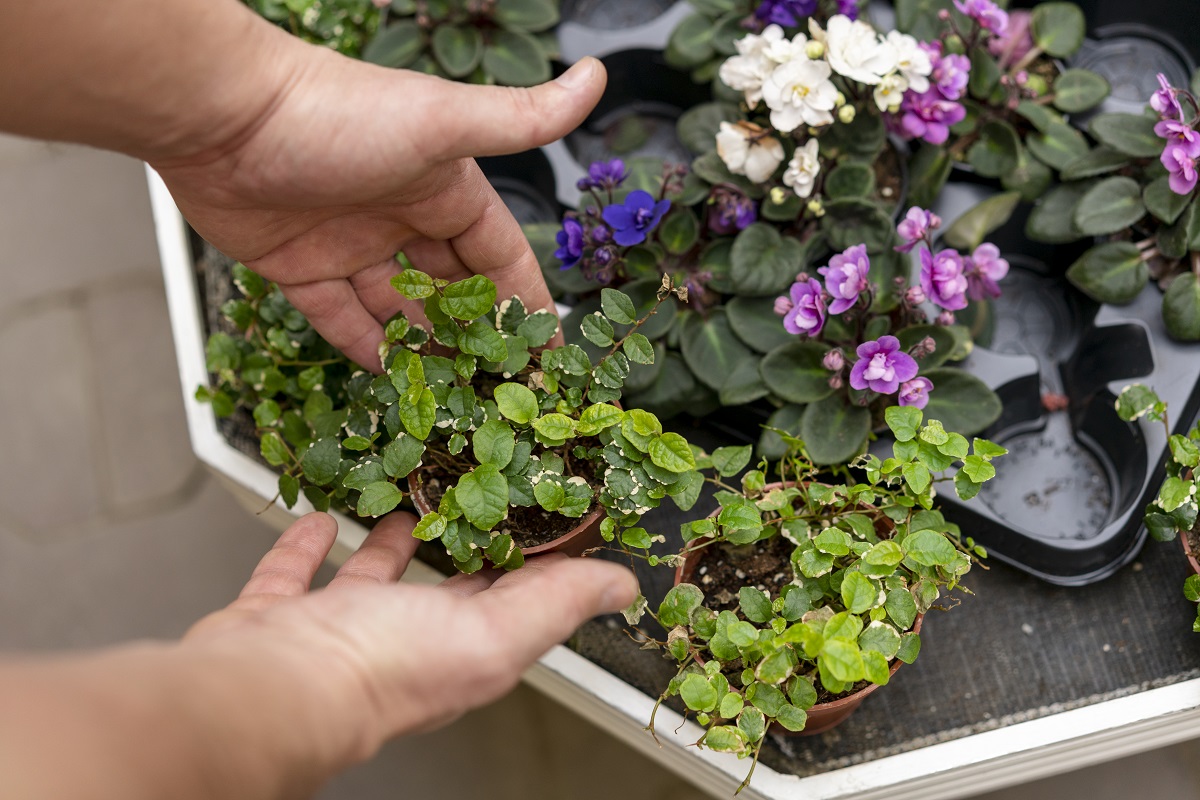 Смотрю на календарь и жду середины марта: только тогда сею эти цветы — они растут сами, я только поливаю