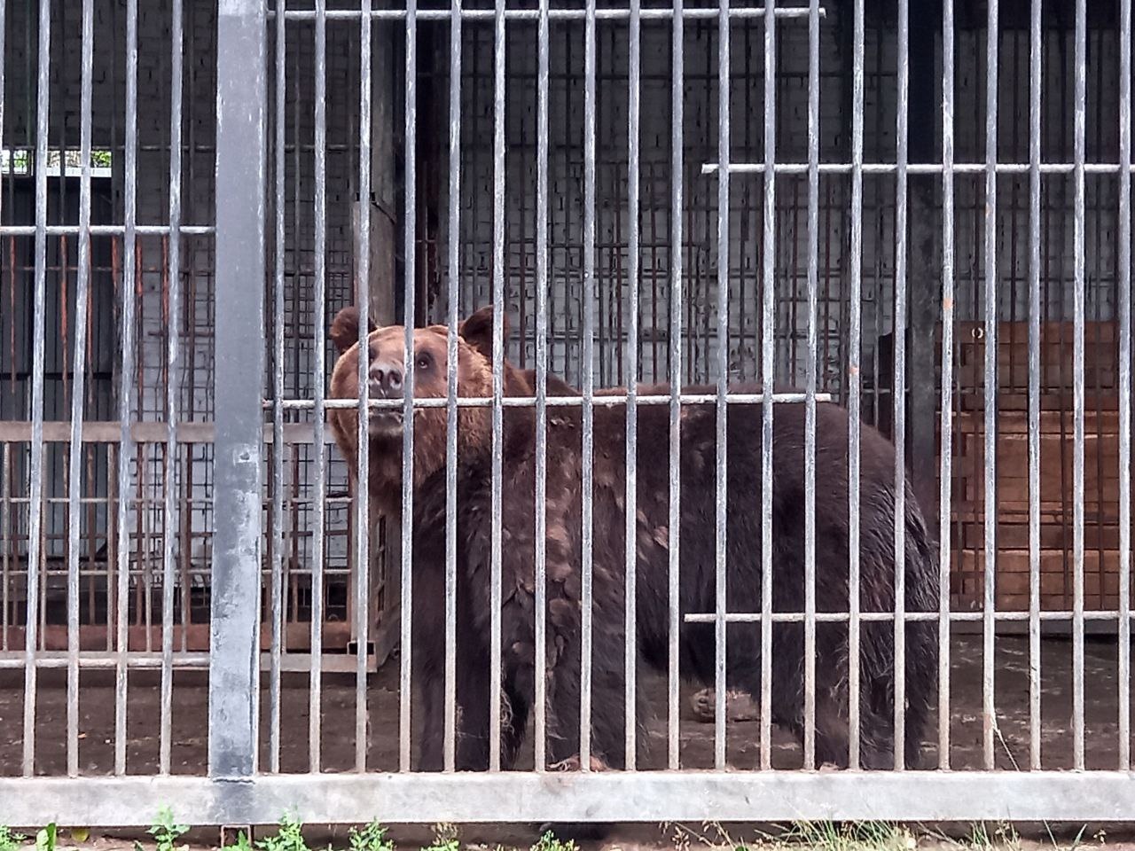 Жители Первоуральска переживают из-за животных в зоопарке 
