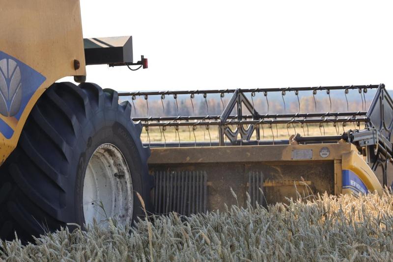 На Урале урожай зерна превысил прошлогодние показатели на 110 тысяч тонн | В Свердловской области перевыполнили план по сбору урожая