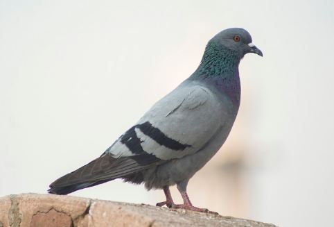 Штраф за кормление голубей: кому и за что грозит наказание | Россияне могут нарваться на штраф за кормление голубей в жилых зонах