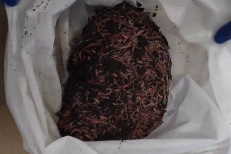 Из Свердловской области в ОАЭ отправили почти 400 килограммов живых дождевых червей | С Урала в Объединенные Арабские Эмираты отправили партию живых дождевых червей 