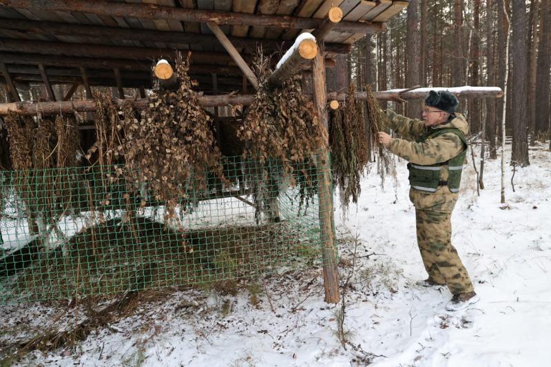 Уральские охотники собрали запасы для лесных животных | В Свердловской области подготовили зимнюю подкормку для оленей