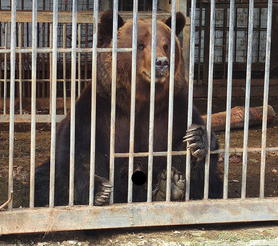 В Первоуральске проснулись медведи и наслаждаются весенним солнышком | В Первоуральске проснулись медведи В Первоуральске проснулись медведи и наслаждаются весенним солнышком | В Первоуральске проснулись медведи