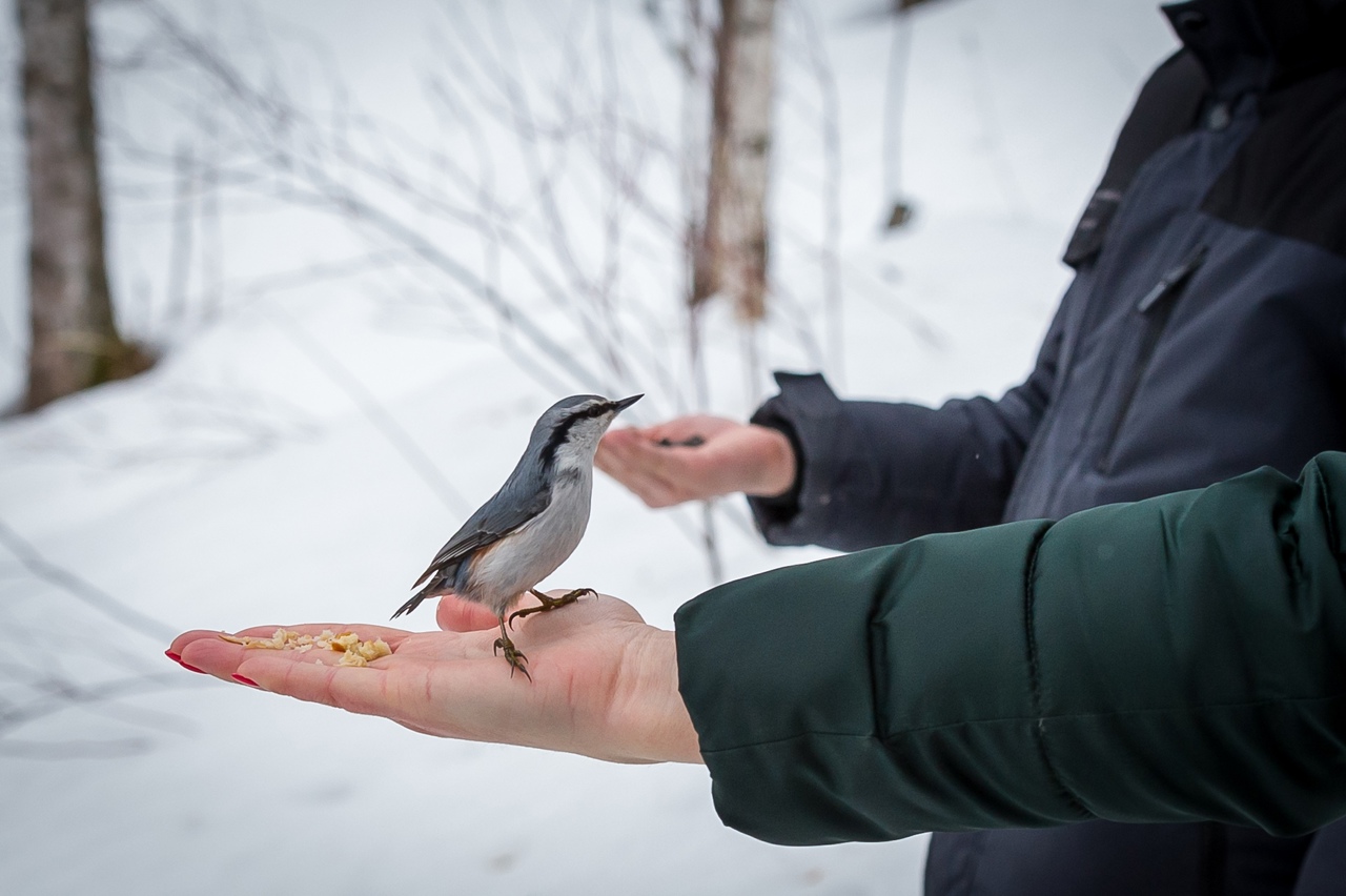 Житель Первоуральска изобрел кормушку для изучения птиц