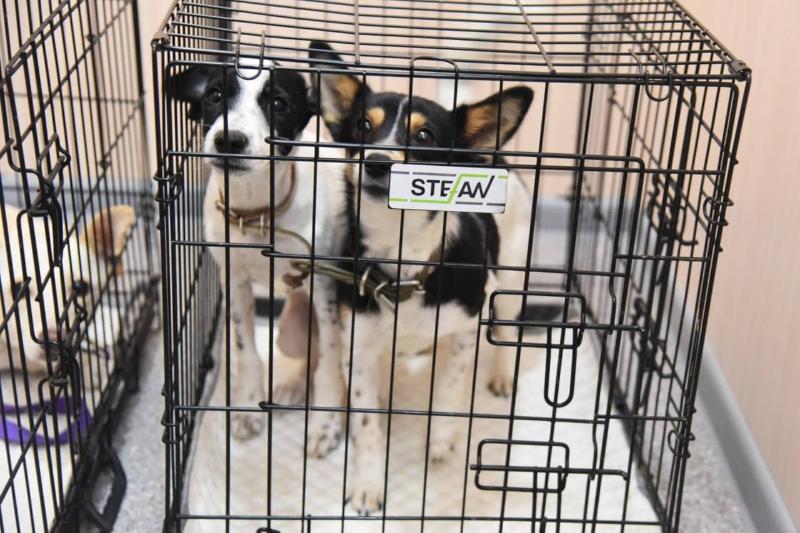 В Свердловской области открылся первый межмуниципальный приют для бездомных животных | В Асбесте открылся первый в регионе межмуниципальный приют для бездомных животных