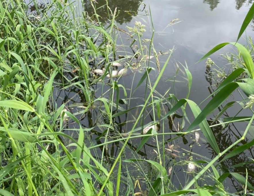 Мор рыбы в реке Чусовая: причиной может быть нелегальный снежный полигон под Первоуральском | В Первоуральске умирает рыба из-за нелегального полигона для вывоза снега Мор рыбы в реке Чусовая: причиной может быть нелегальный снежный полигон под Первоуральском | В Первоуральске умирает рыба из-за нелегального полигона для вывоза снега