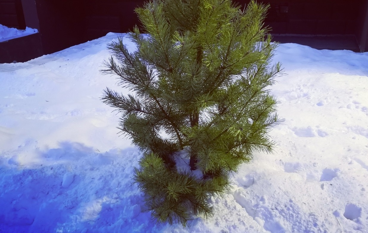 Ёлка из Первоуральска украсит главную площадь столицы Урала Ёлка из Первоуральска украсит главную площадь столицы Урала