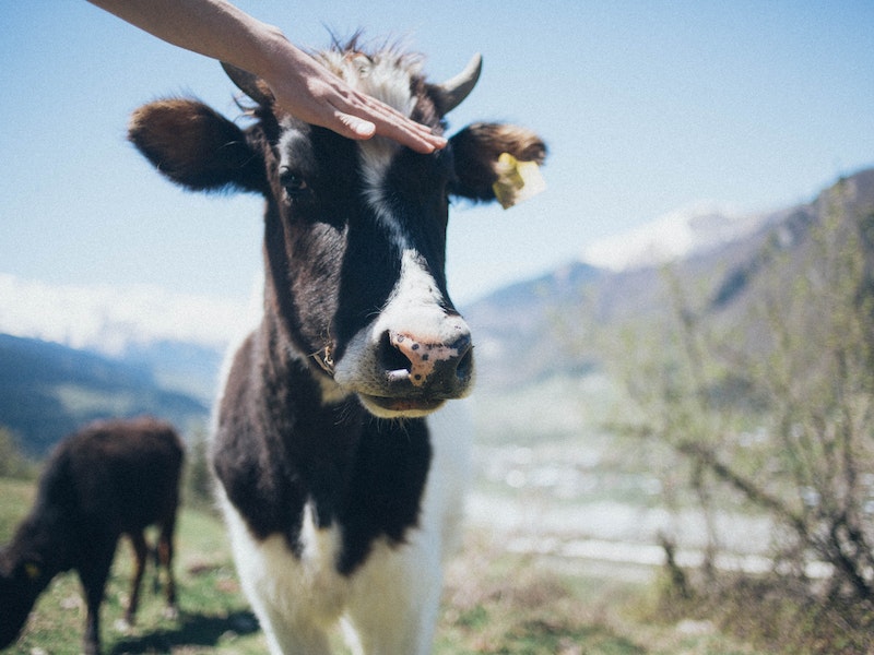В России разработали тест-систему для выявления вируса блютанг у животных | В Роспотребнадзоре разработали тест-систему для выявления вируса у домашних животных