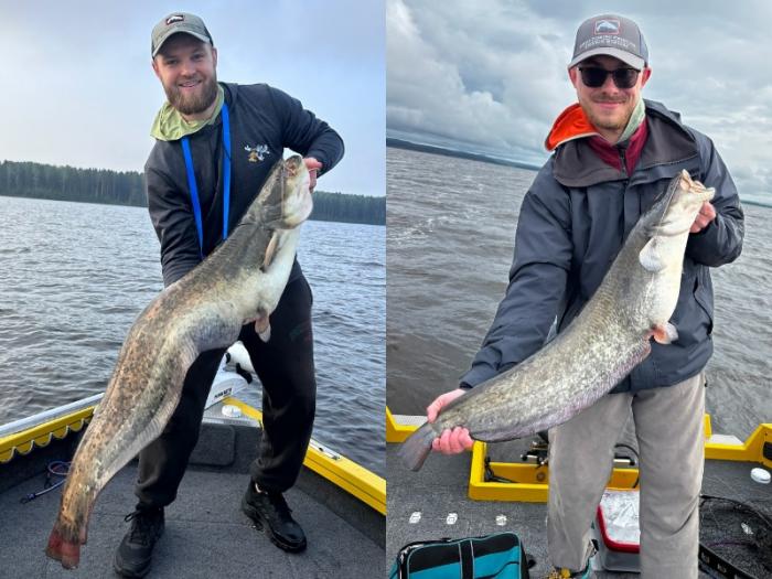 Свердловчане поймали гигантского сома в Пермском крае: рыба была размером с человека | Свердловские рыбаки поймали сома размером с человека 