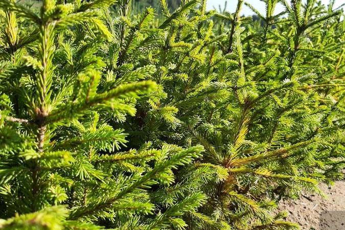 Свердловские леса ожили: за весну и лето на Урале восстановили 4,3 тысячи гектаров   | На Среднем Урале завершили первый этап восстановления лесов  