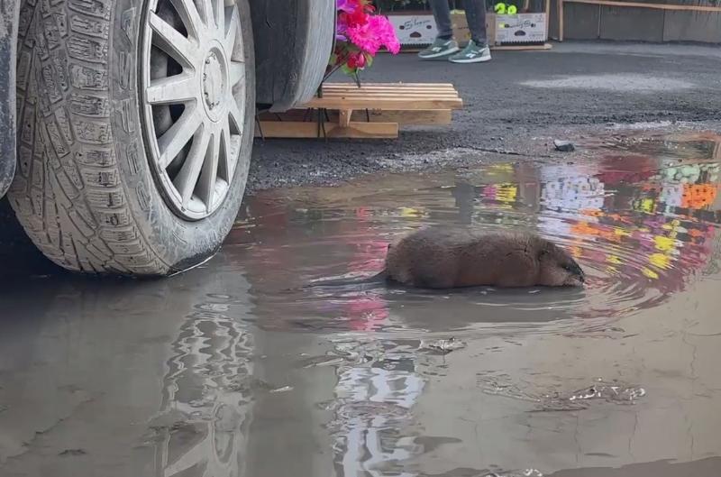 На улицах Первоуральска заметили ондатру: зверек бегал по лужам и прятался под машинами | В Первоуральске местные жители обнаружили ондатру