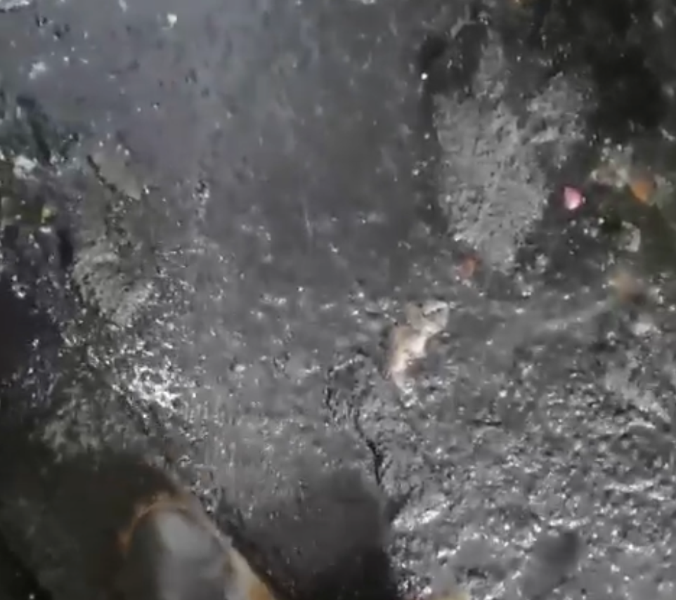 Жители дома в Первоуральске рассказали о затягивающейся ситуации с чисткой колодцев и подвалов | В Первоуральске начался сезон затоплений подвалов