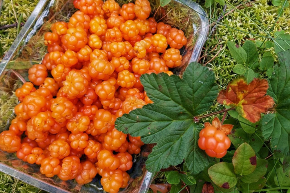 Под Первоуральском свердловчане заметили одну из самых дорогих ягод в России – морошку  | Уральцы начали собирать в лесах очень дорогую и полезную ягоду – морошку