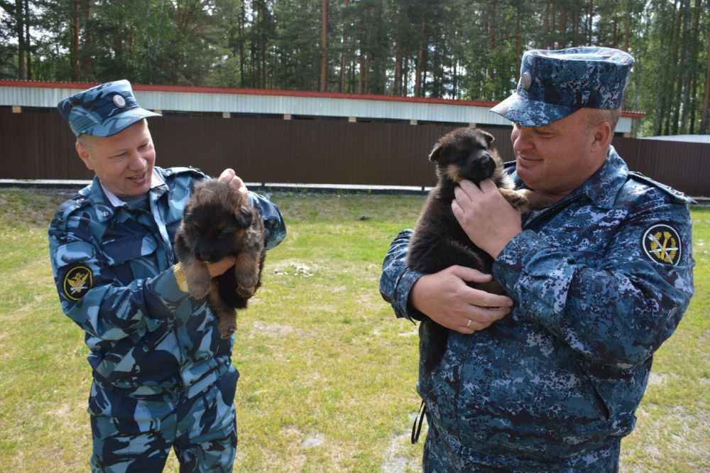 Первоуральские кинологи отмечают сразу два профессиональных праздника | Кинологи из первоуральского питомника ГУФСИН отмечают сразу два профессиональных праздника Первоуральские кинологи отмечают сразу два профессиональных праздника | Кинологи из первоуральского питомника ГУФСИН отмечают сразу два профессиональных праздника