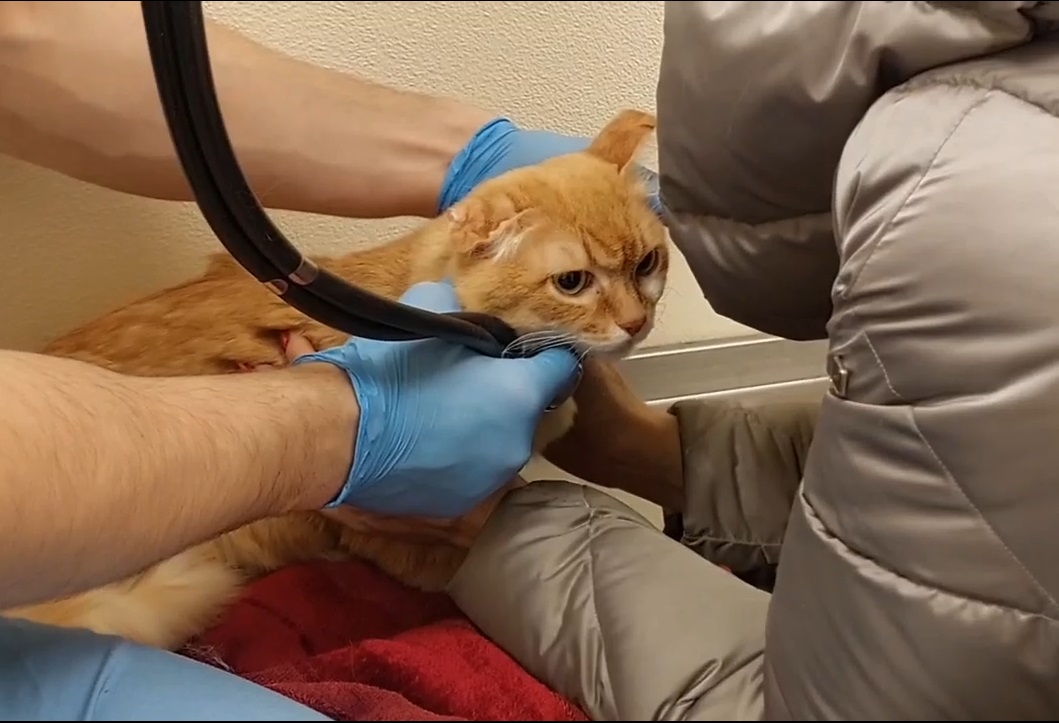 Волонтёры рассказали о судьбе кота Сени, спасённого от живодёра Волонтёры рассказали о судьбе кота Сени, спасённого от живодёра