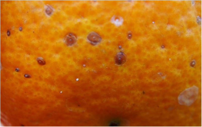 Опасная находка в апельсинах из ЮАР: что выявили эксперты Россельхознадзора в Екатеринбурге | В Екатеринбурге в партии апельсинов из ЮАР обнаружили карантинного вредителя