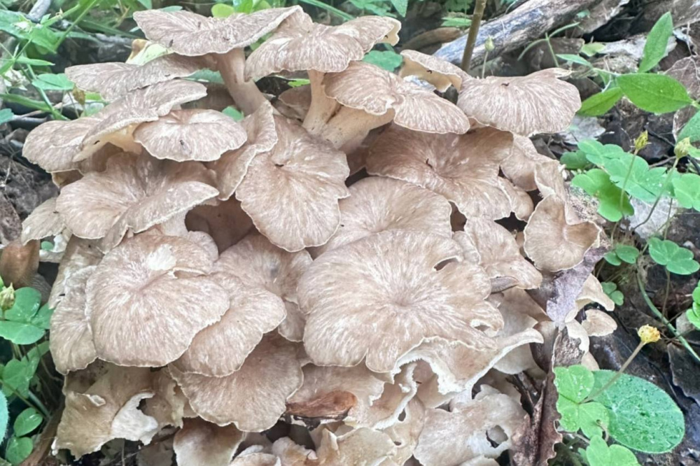 Грибники находят под Первоуральском все больше лисичек, также был замечен редкий краснокнижный гриб | На Урале грибники обнаружили редкий краснокнижный гриб