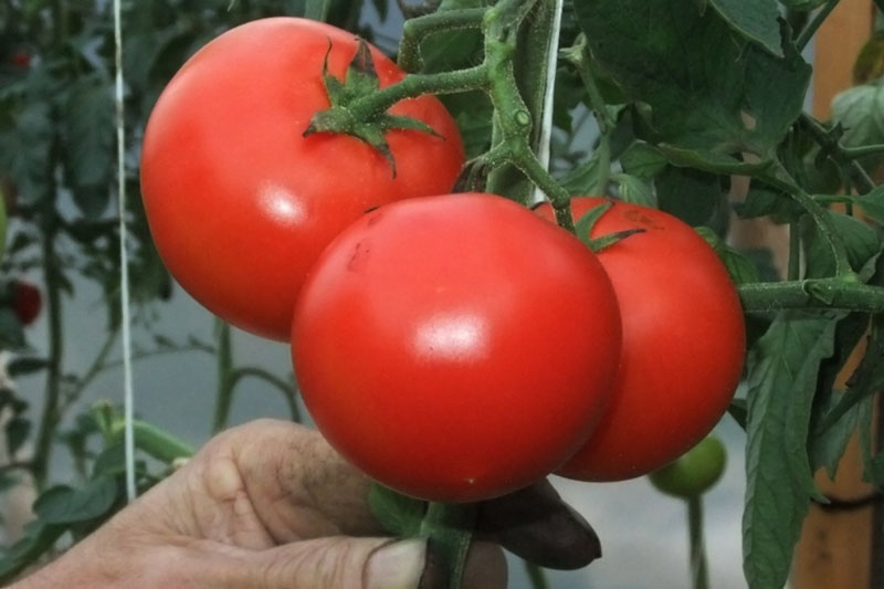 В Свердловскую область привезли томаты с вирусом: 17 тонн овощей из Казахстана были уничтожены | На Среднем Урале уничтожили партию зараженных томатов  