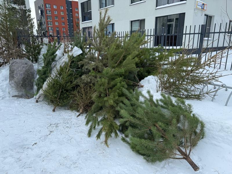 Свердловские эксперты рассказали, как правильно утилизировать новогоднюю ель | Как утилизировать живую или искусственную ель: эксперты поделились рекомендациями Свердловские эксперты рассказали, как правильно утилизировать новогоднюю ель | Как утилизировать живую или искусственную ель: эксперты поделились рекомендациями