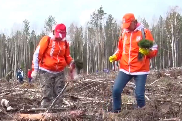 Под Первоуральском на центральной площадке акции «Сад памяти» в Билимбаевском лесничестве высадили более 13 тысяч деревьев
