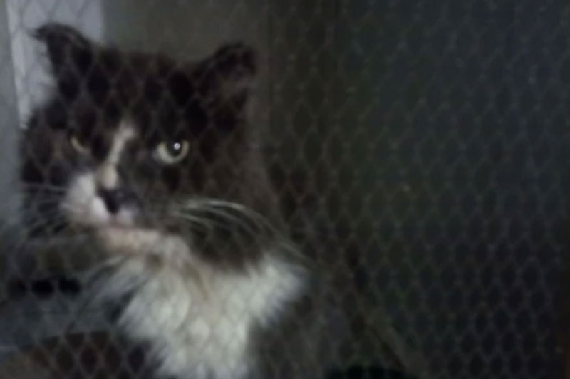 Умирала в каменной ловушке: екатеринбуржец выехал в Первоуральск ради спасения кошки