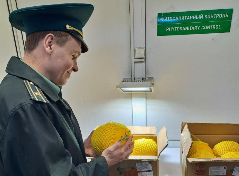 Уральская таможня оформила свыше 500 тонн дынь | Более полутонны дынь прошло через уральскую таможню