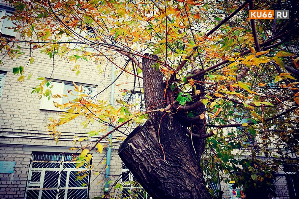 В Первоуральске кронируют аварийные тополя