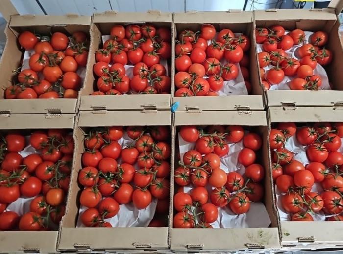 В Свердловской области предотвратили ввоз 18 тонн зараженных вирусом томатов | На Урале пришлось уничтожить 18 тонн томатов, зараженных вирусом морщинистости