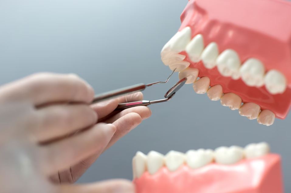 Про пломбы можно забыть: ученые стали выращивать человеческие зубы во рту свиней | Ученые из США научились выращивать человеческие зубы во рту свиней