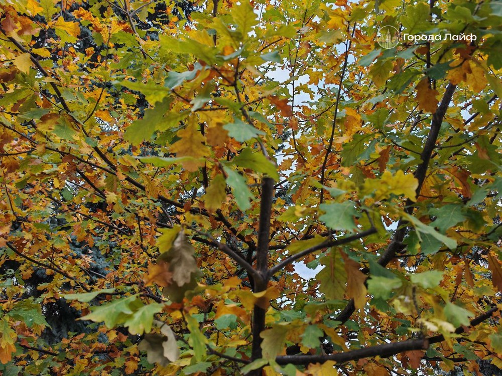 Погода 7 ноября: неожиданное потепление до +4 сменится дождём | Синоптики обещают теплый и дождливый день 7 ноября