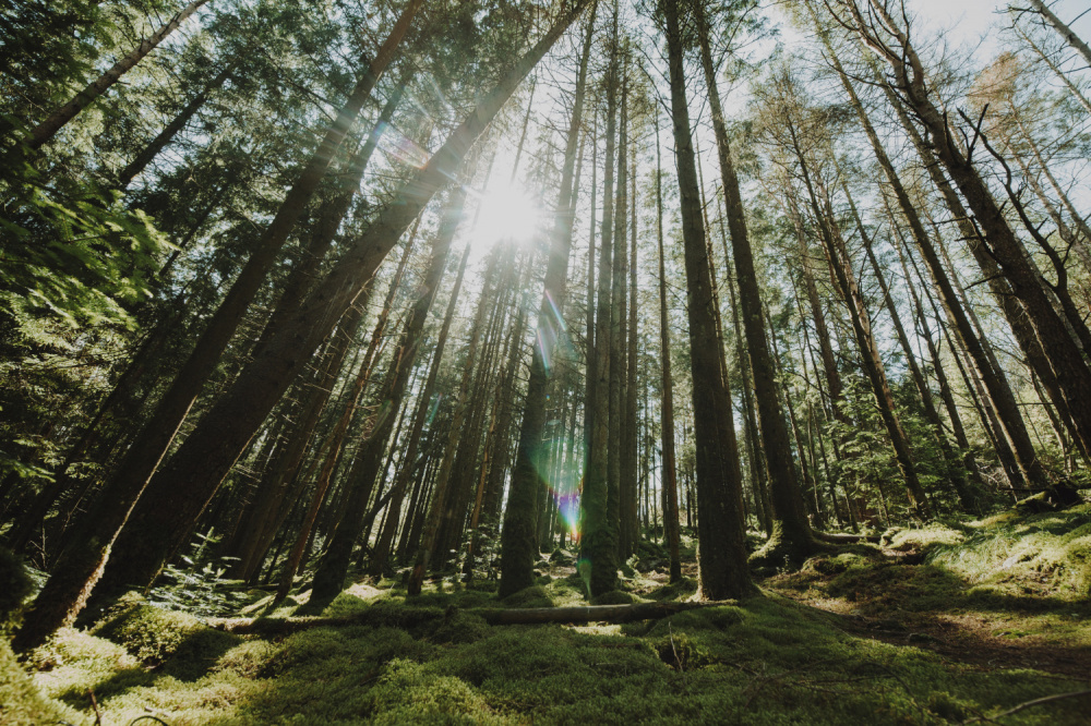 Черного лесоруба задержали в Первоуральске | Полиция Первоуральска пресекла незаконную вырубку деревьев Черного лесоруба задержали в Первоуральске | Полиция Первоуральска пресекла незаконную вырубку деревьев