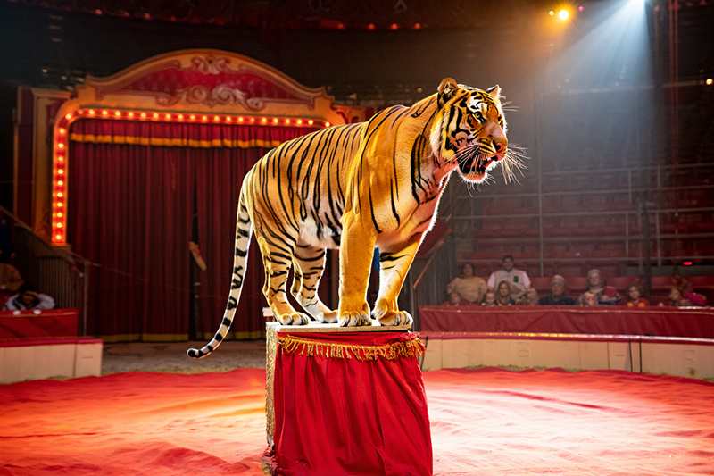 С 2026 года в России запретят покупать животных для цирка: в Госдуму внесли законопроект | Депутаты предложили запретить циркам покупать новых животных  