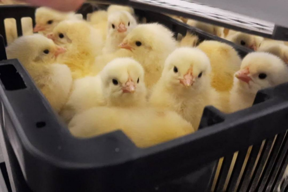 Уральские таможенники отправили 120 тысяч цыплят в Таджикистан | С Урала в Таджикистан отправились более 100 тысяч цыплят Уральские таможенники отправили 120 тысяч цыплят в Таджикистан | С Урала в Таджикистан отправились более 100 тысяч цыплят