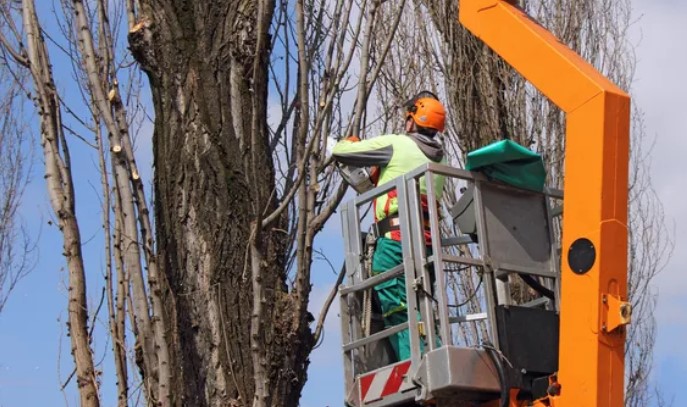 В Первоуральском МО кронируют более 800 деревьев  | В Первоуральске планируют кронировать около 800 деревьев