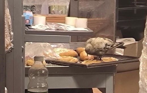 «Решил подкрепиться»: в «Пятерочке» Первоуральска голубь воровал хлеб | В первоуральской «Пятерочке» заметили голубя возле выпечки