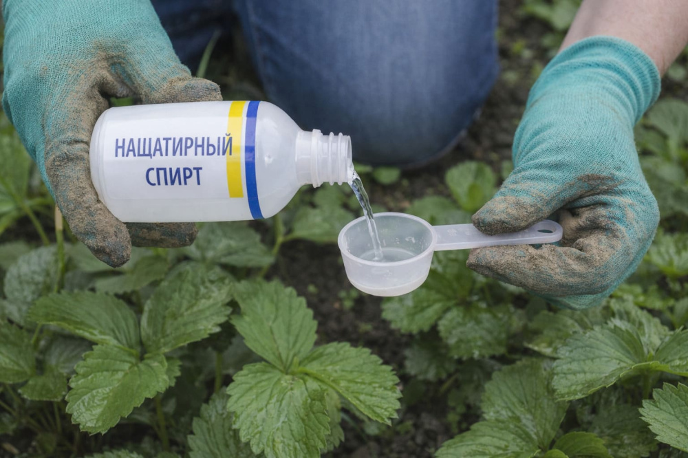Как подкормить растения нашатырём: простой способ для роста и яркой зелени | Как использовать нашатырный спирт для растений