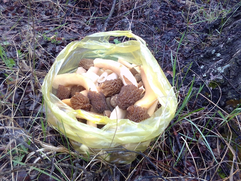 «Это будет сюрприз»: миколог рассказал, какие грибы можно встретить в уральских лесах и где их искать | Эксперт рассказал, какие грибы можно найти в мае в уральских лесах